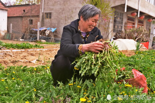 农村有种植物,是野菜也是中药材,一年可采3茬,春季价值高