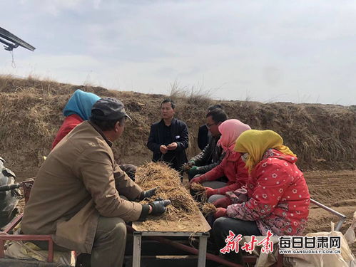 中药材产业成临洮县上营乡群众增收支柱