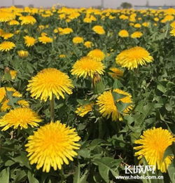 乡村振兴产业是关键 沧州青县打造千亩中草药种植基地