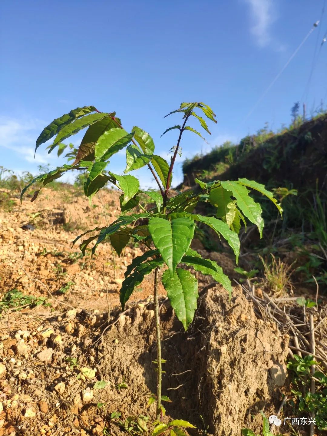 巩固拓展脱贫攻坚成果 全面推进乡村振兴丨马路镇:依托山地优势 发展中药材产业