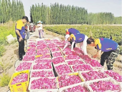 致富花 开红似火 美丽 经济踏歌来 喀什地区以花为媒打造文旅融合新亮点